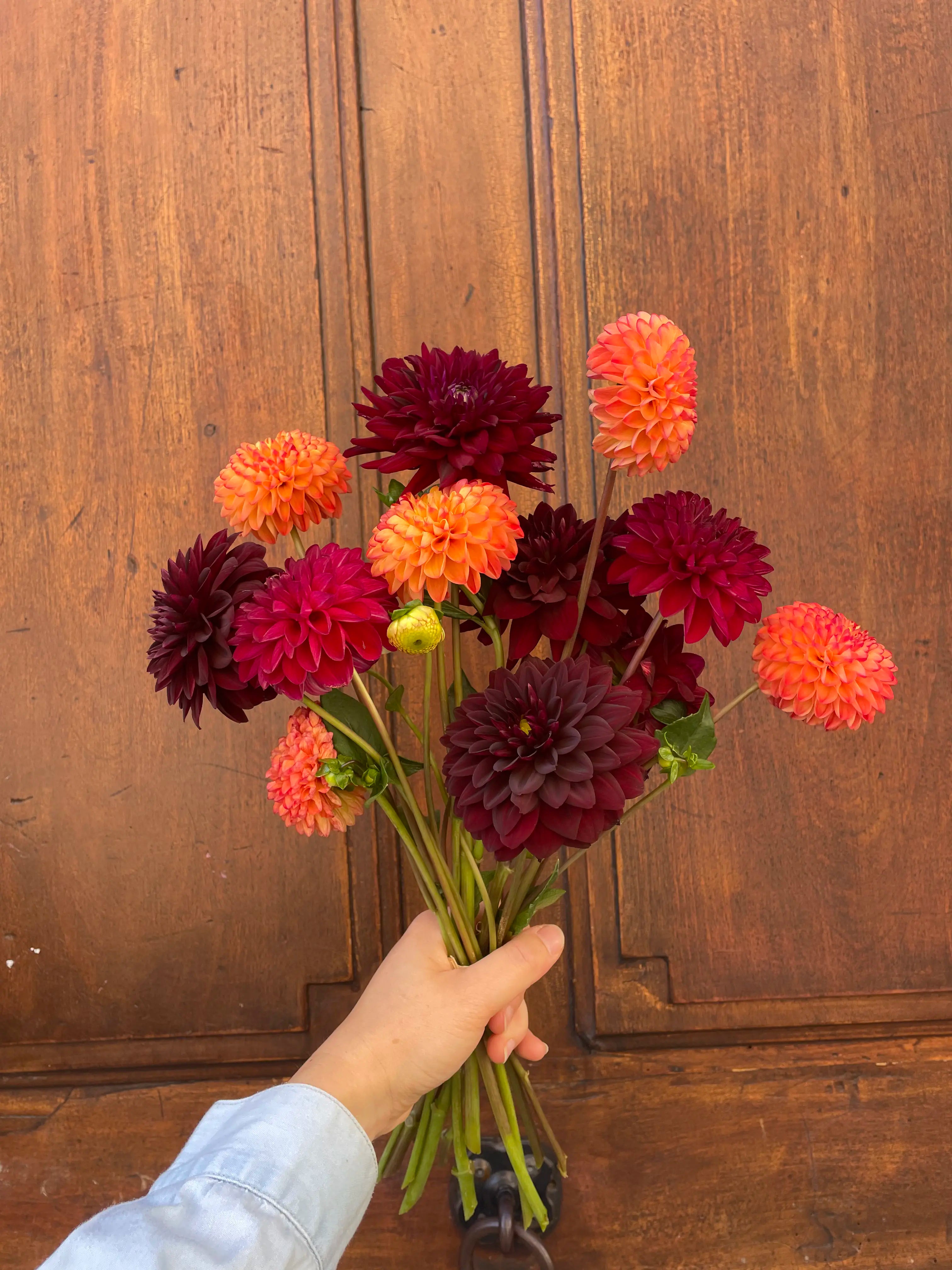 Dahlias en folie